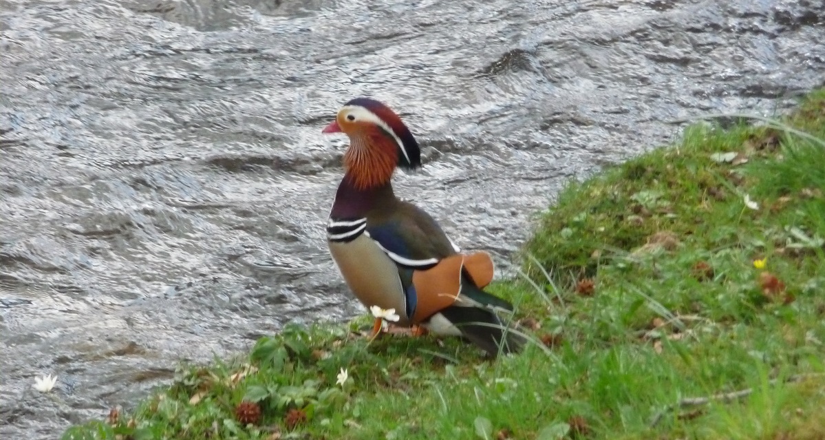 Ente an der Oos